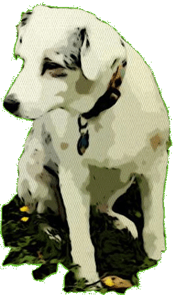 Brad's Dog
